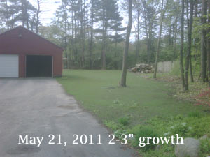 Hydroseed Lawn May 21, 2 to 3" grass growth
